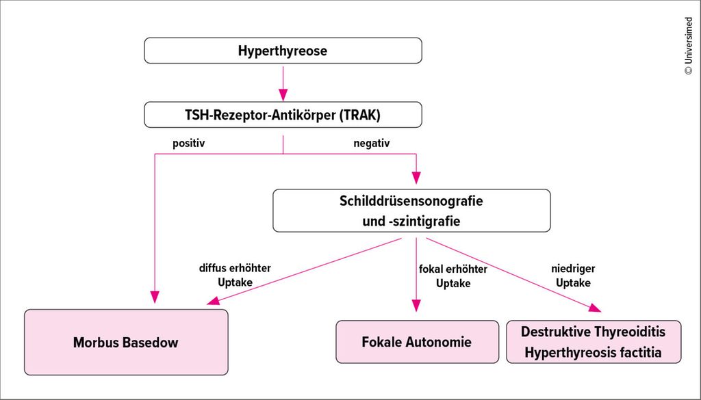 M Basedow Chronische Autoimmunthyreoiditis und Morbus Basedow - Diabetologie ...
