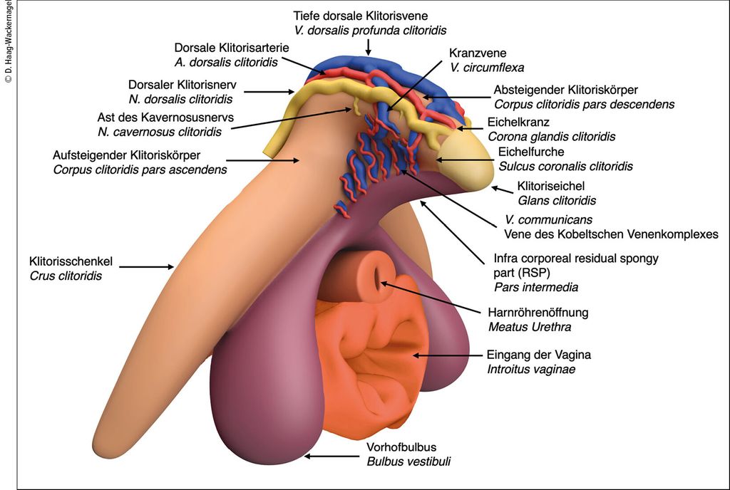 urethrale befriedigung ♂️ Exklusive männlich weiblich Tube Plugging Stick Horse Eye Urethral  Dilator Stimulation peehole einfügen solo spielen v20 3d print cnc・ STL  Datei für ・Cults main image 0